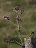  A009392croofm